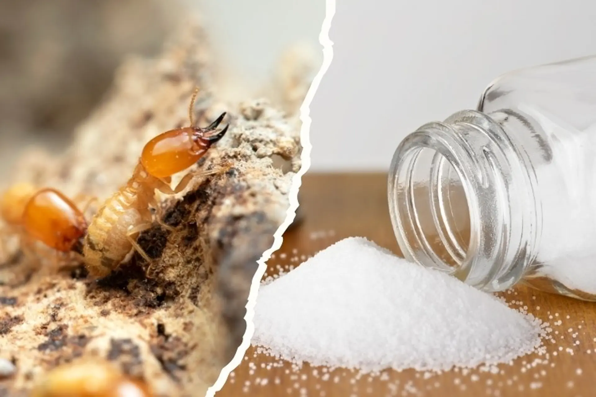 Top 3 Giải Pháp Diệt Trừ Mối Hiệu Quả Cho Công Trình