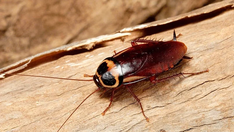 DỊCH VỤ DIỆT GIÁN TẬN GỐC